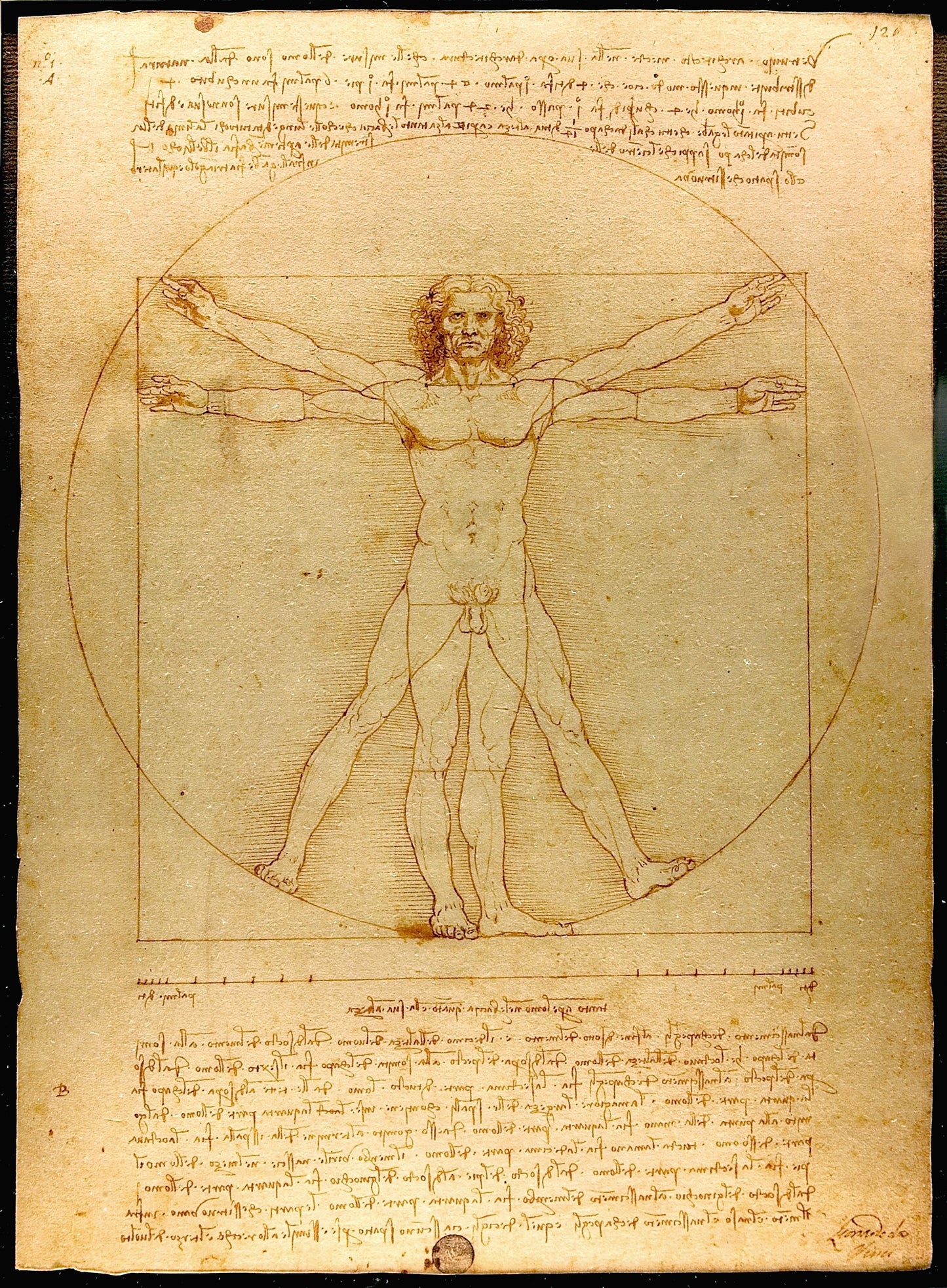 Vitruvian - original | Impressium